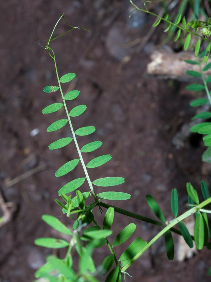 Vicia loiseleurii / Veccia di Loiseleur